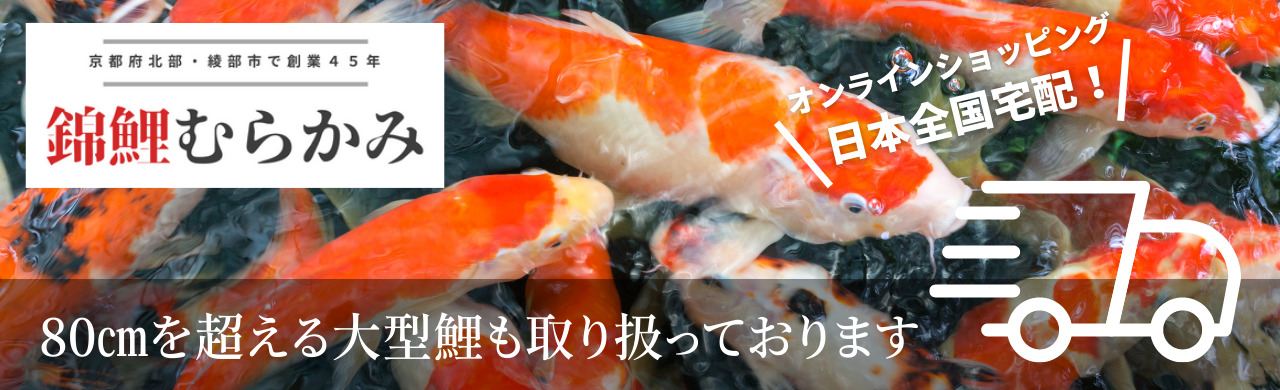 錦鯉むらかみオンラインショップ
