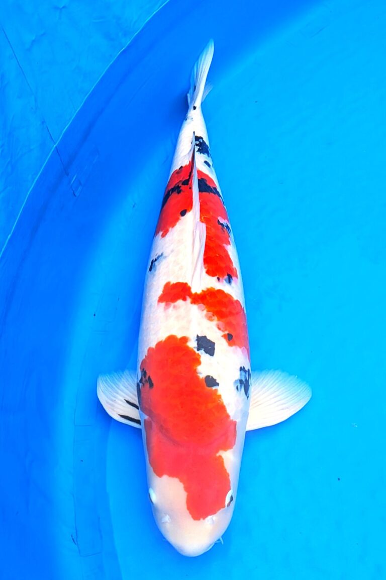 第54回ZNA京都府支部総合錦鯉品評会　上位賞独占！！