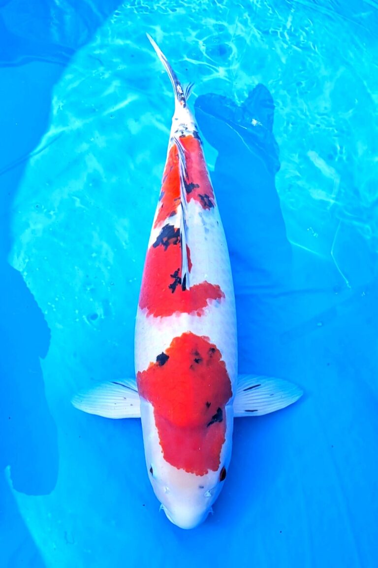 第54回ZNA京都府支部総合錦鯉品評会　上位賞独占！！