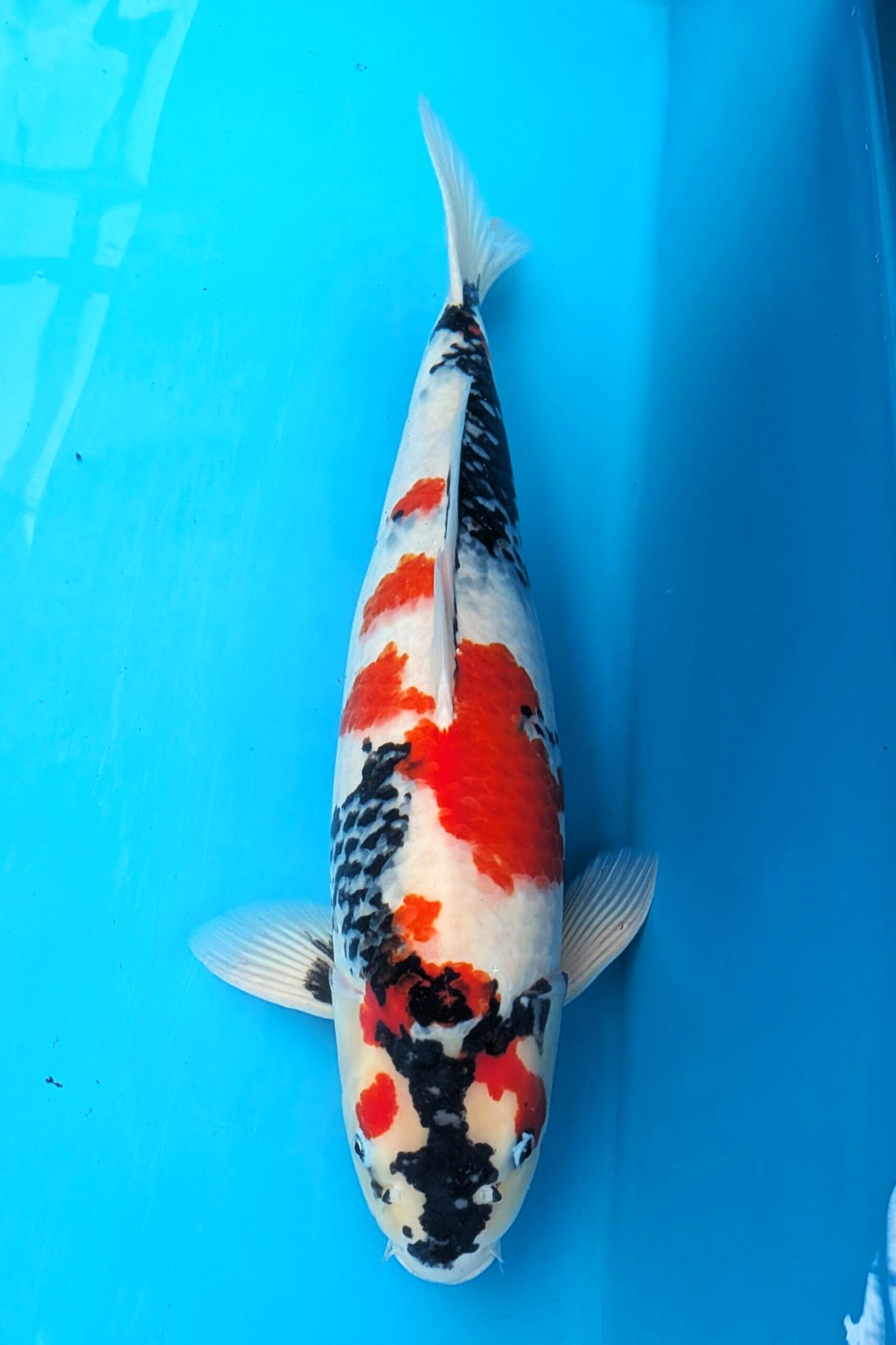 ホームページ限定販売    20260312