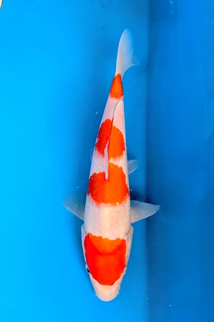 ハイクラスコンテスト’26　開催概要