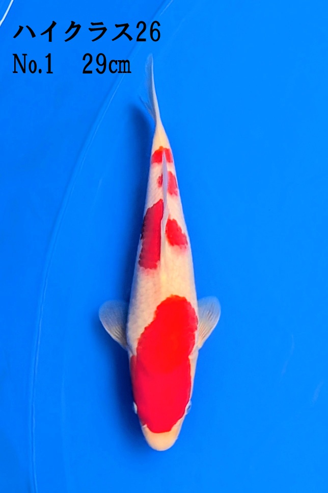 ハイクラスコンテスト26　鯉写真と動画